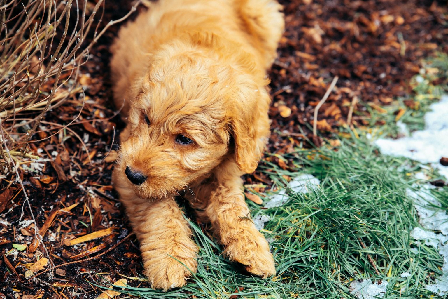 What Health Problems Do Mini Goldendoodles Have PetWah